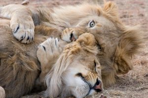 Masai Mara Cheap Safaris