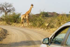 Tsavo road Safaris