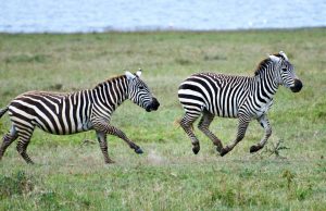 Amboseli Safari - Nairobi, Lake Nakuru, Lake Naivasha, Masai Mara - Min 8 Days 7 nights