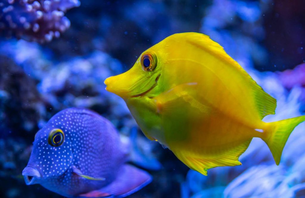 Best Mombasa Boat Tours - Marine Life, Glass Bottomed Boat Day Trip, Mombasa