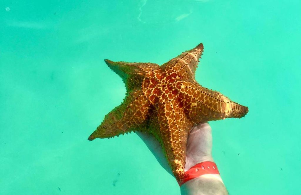 Watamu Boat Tours - Marine Life, Glass Bottomed Boat Day Trip, Watamu