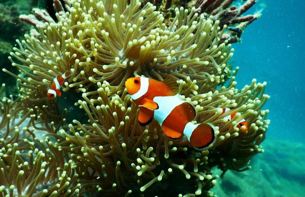 Snorkeling Mombasa Beach Tours - Boat Tours - Marine Life, Snorkelling, Boat Day Trip, Wasini Island, Shimoni