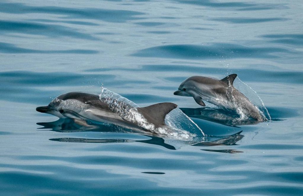 Coast Cultural Tours - Dolpin Watch, Coastal Dishes, Washili Culture, Wasini Island, Day Trip