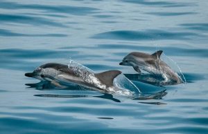 Coast Cultural Tours - Dolpin Watch, Coastal Dishes, Washili Culture, Wasini Island, Day Trip