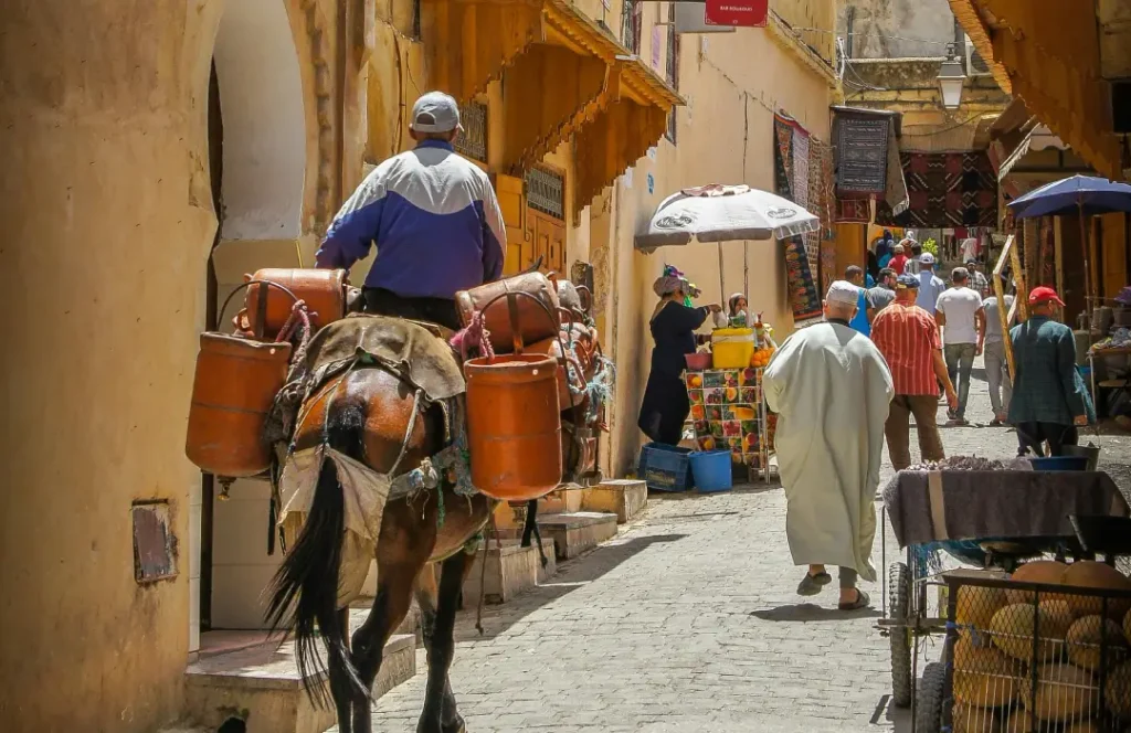 Donkey Street Ride Tours Lamu