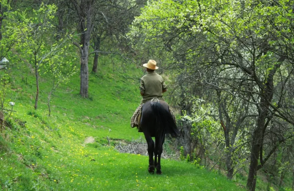 Horse Riding Tours at The Forest Kereita Limuru