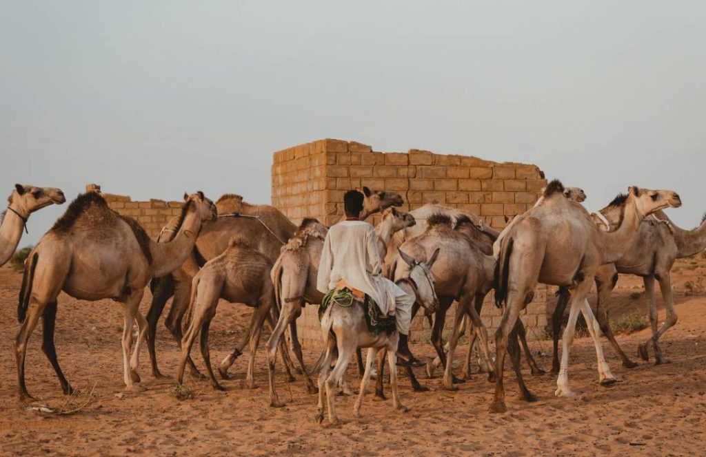 Kenya Festival Events Tours - Camel Derby- Mararal