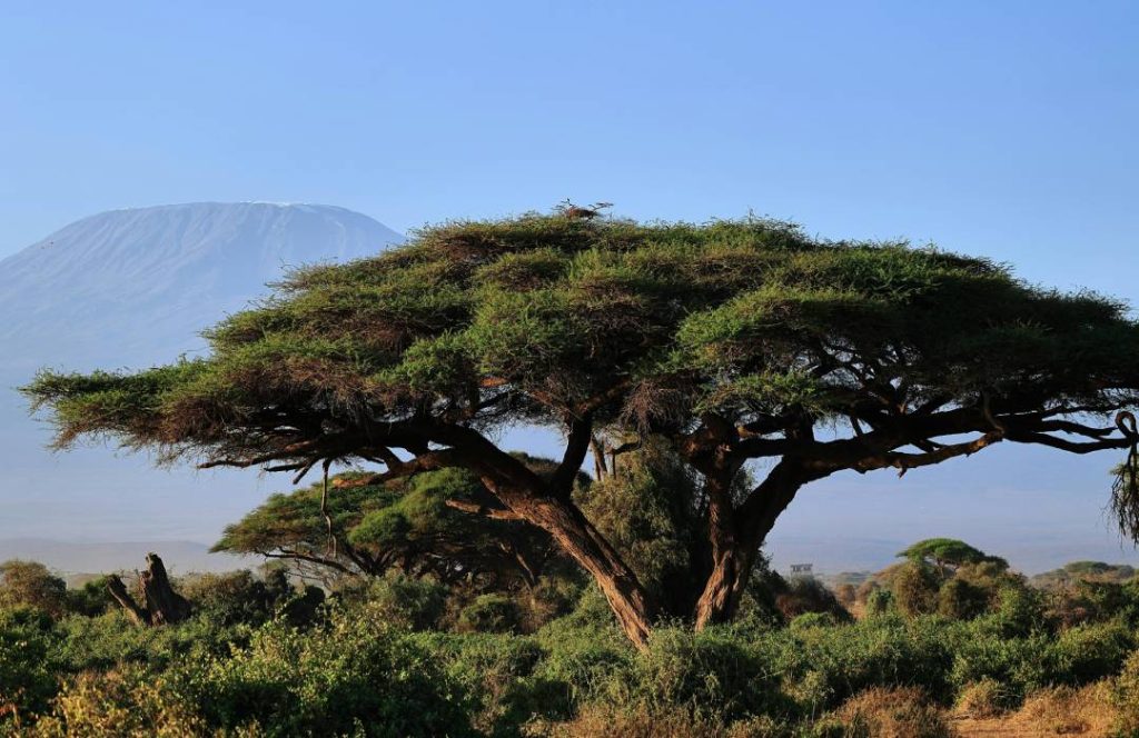 Kenya Flying Safaris - Amboseli Hotels & Lodges, Amboseli Park