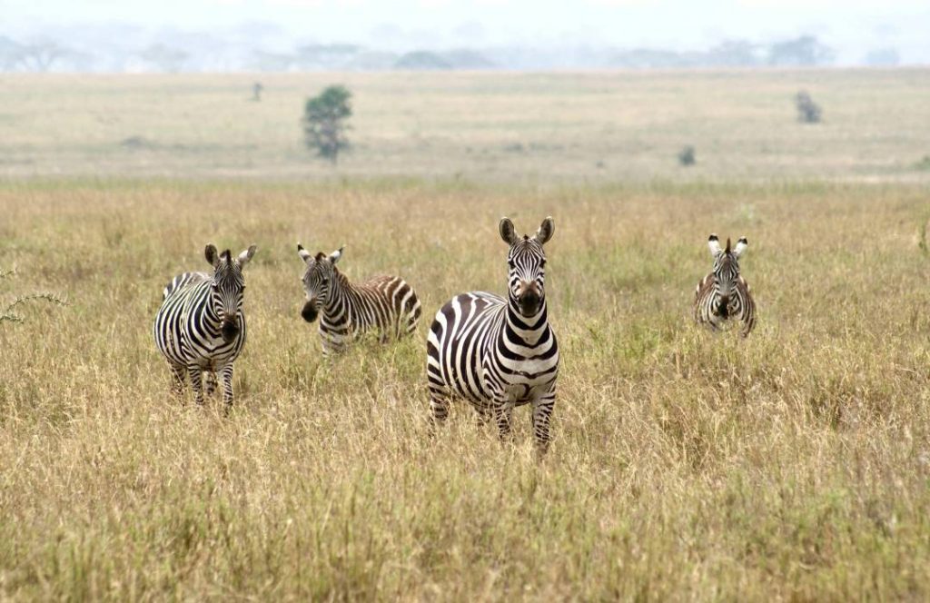 Kenya Flying Safaris - Tsavo Hotels & Lodges, Tsavo East & West Park - Tsavo Flying Safaris