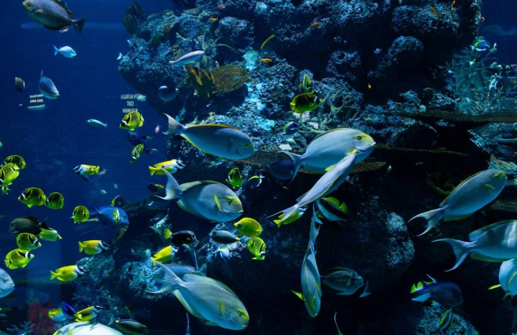 Watamu Beach Boat Tours - Kenya Marine Tours - Kisite Mpunguti Marine Park Tours