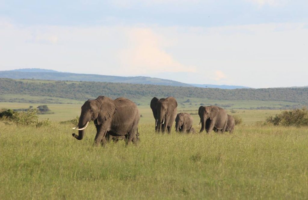 Kenya Road Safaris - Amboseli Road Safari