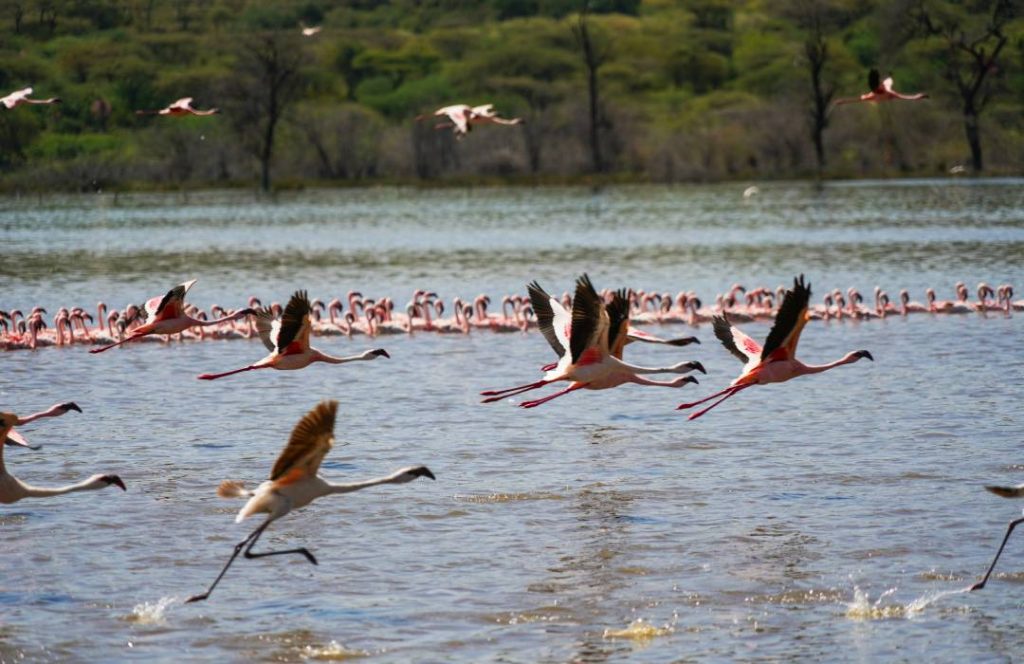 Kenya Road Safaris - Lake Bogoria Road Safaris