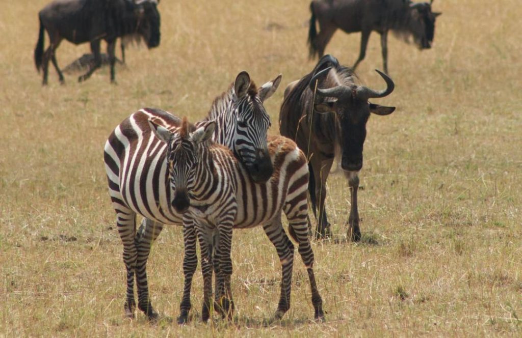 Kenya Road Safaris - Masai Mara Hotels & Lodges, Masai Mara Park