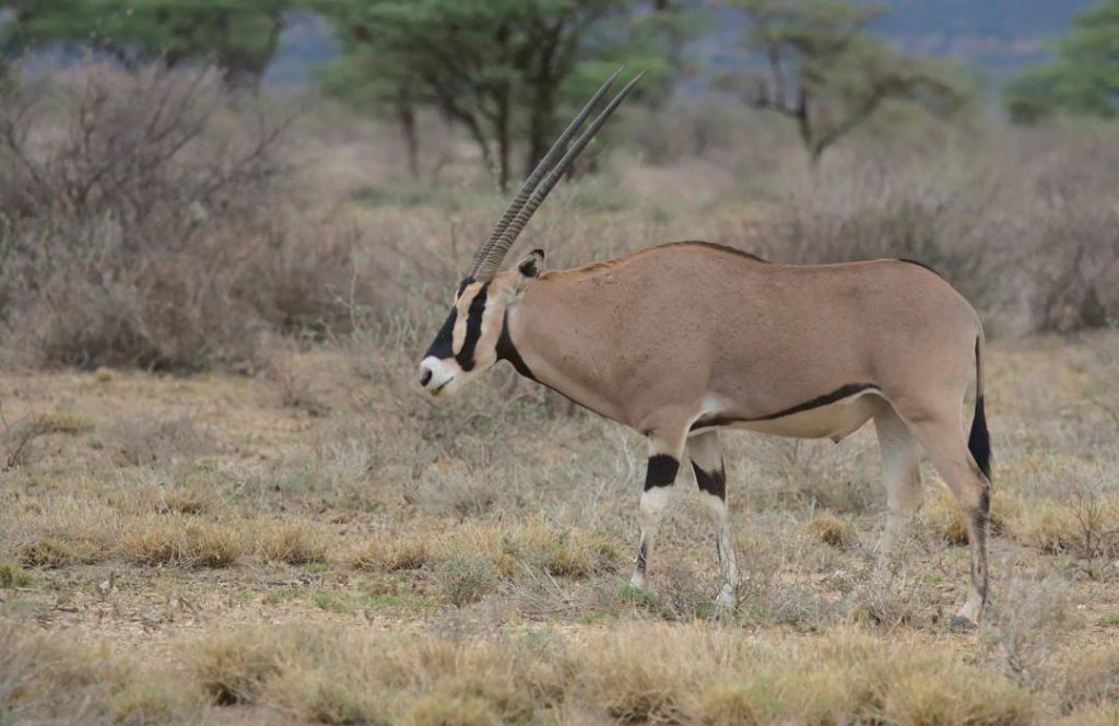Kenya Road Safaris - Samburu Road Safaris