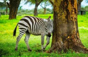 Kenya Walking Tours - Crescent Island, Naivasha