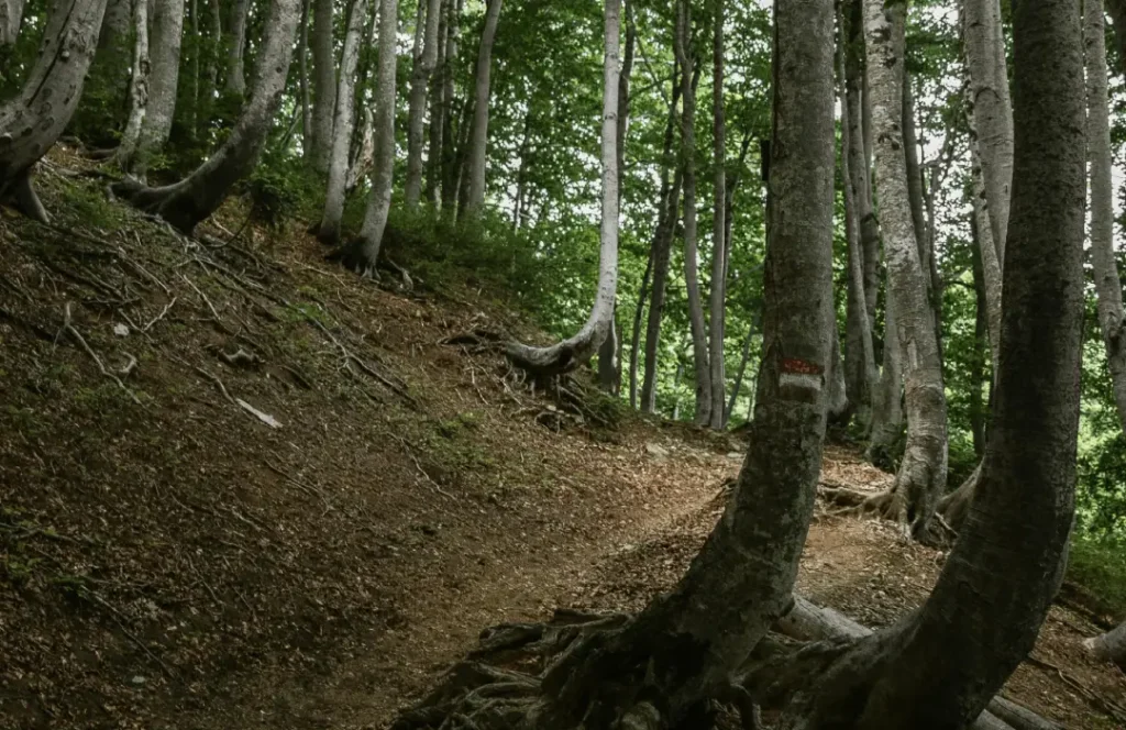 Kenya Walking Tours -Nature Walking Safaris, Ololua Forest, Nairobi