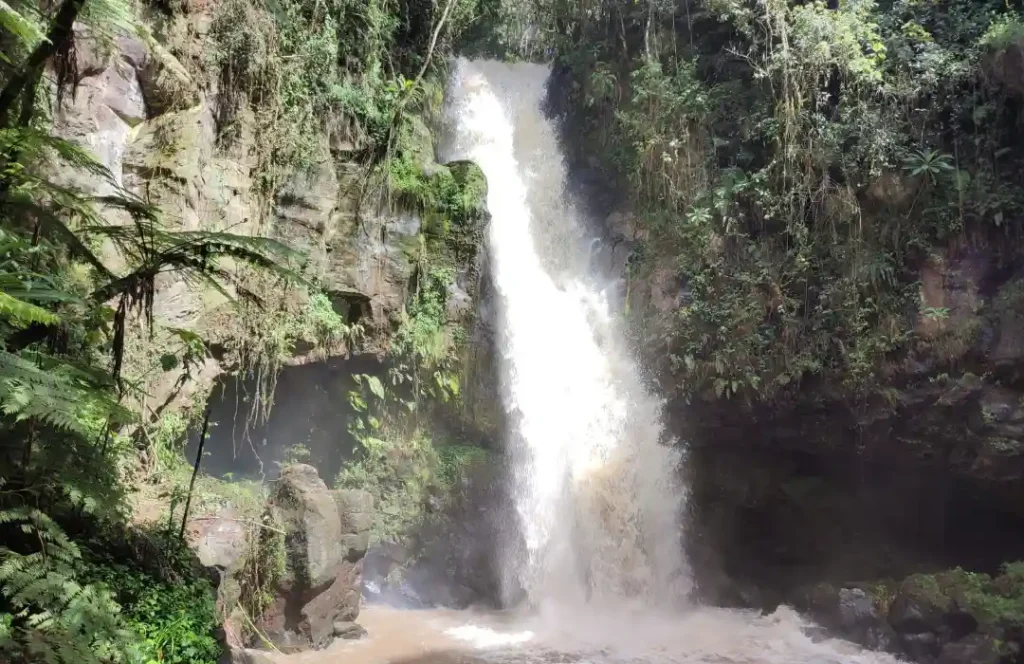 Kereita-Forest-Hiking-Tours-Limuru