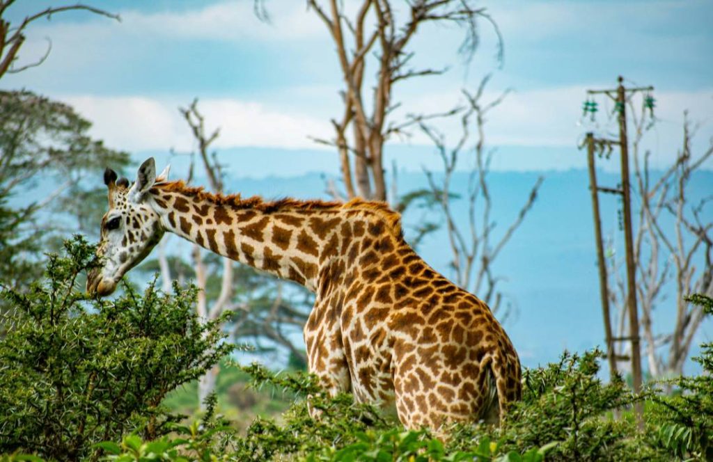 Lake Naivasha Safari - Lake Nakuru, Masai Mara - Min 5 Days 4 Nights - Best Hiking Safari at Crescent Island