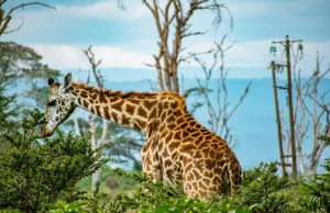 Lake Naivasha Safari - Lake Nakuru, Masai Mara - Min 5 Days 4 Nights - Best Hiking Safari at Crescent Island