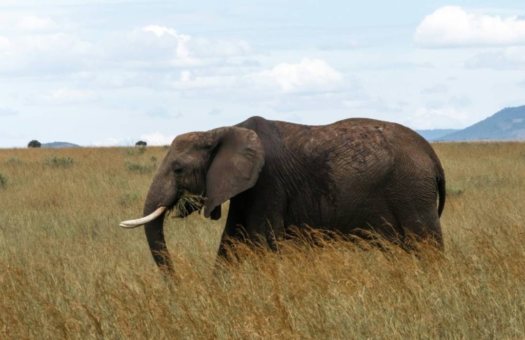 Masai Mara Safari - Lake Nakuru, Lake Naivasha, Amboseli - Min 7 Days 6 Nights