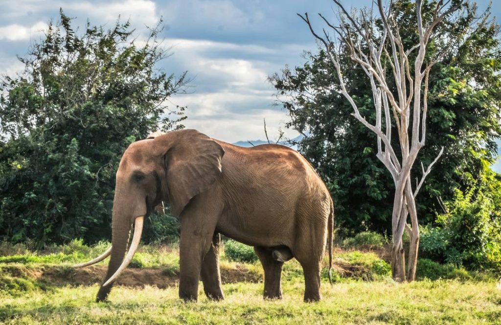 Tsavo Safari - Tsavo Big Five Game Drive, Masai Culture - Min 3 Days 2 Nights