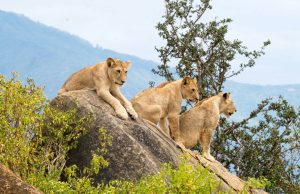 Tsavo Safari - Mombasa, Swahili Culture - Min 5 Days 4 Nights