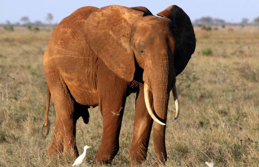 Tsavo Safari - Nairobi, Lake Naivasha, Masai Mara - Min 7 Days 6 Nights