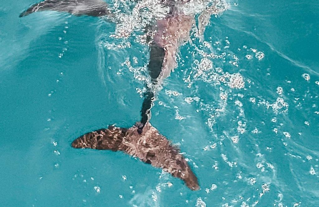 Whale Watching Tours - Diani Beach Ukunda