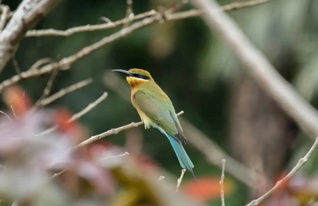 Bird Watching Safaris - Lake Naivasha, Lake Elementaita, Lake Nakuru - Min 4 days 3 nights