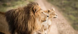 about baecation adventures