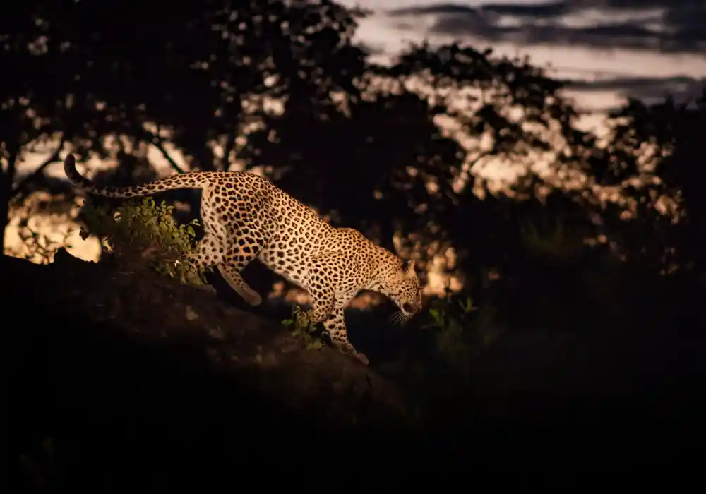 night safari game driv