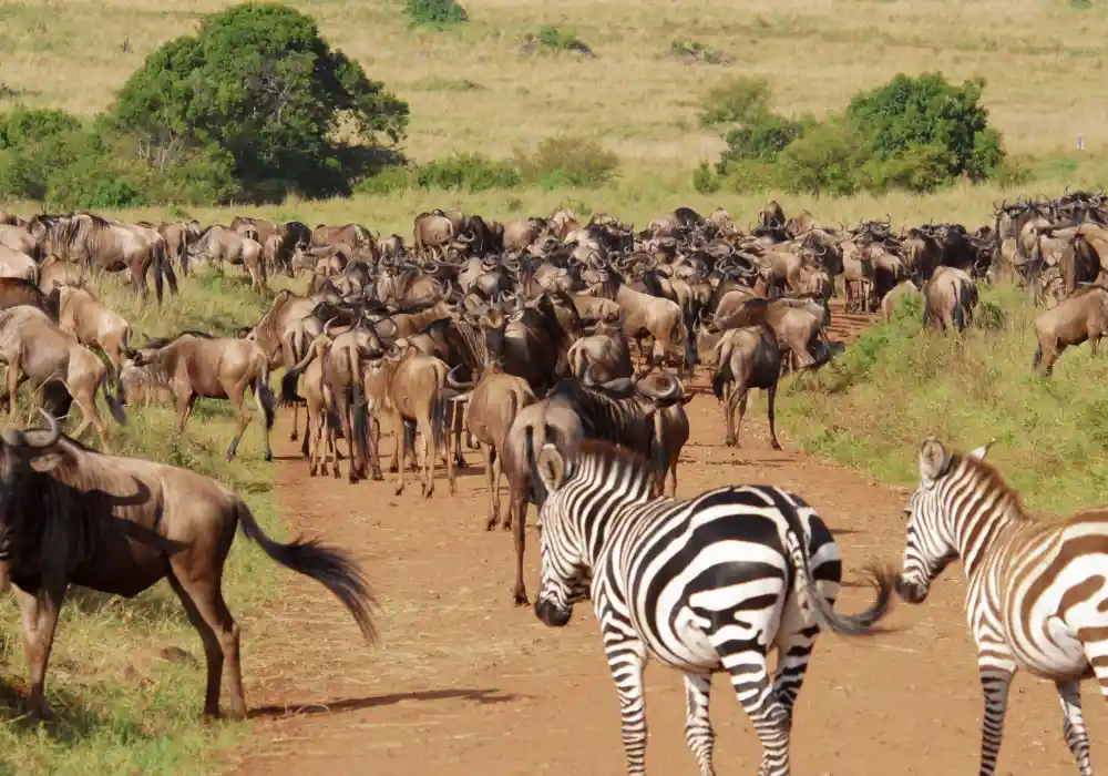 wildlife and nature affordable tours footer