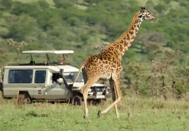 wildlife and nature affordable tours top