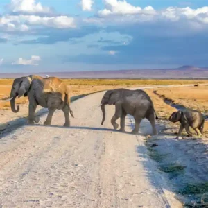 Elephants-Bamm-Safaris-Adventures-Amboseli-Safaris