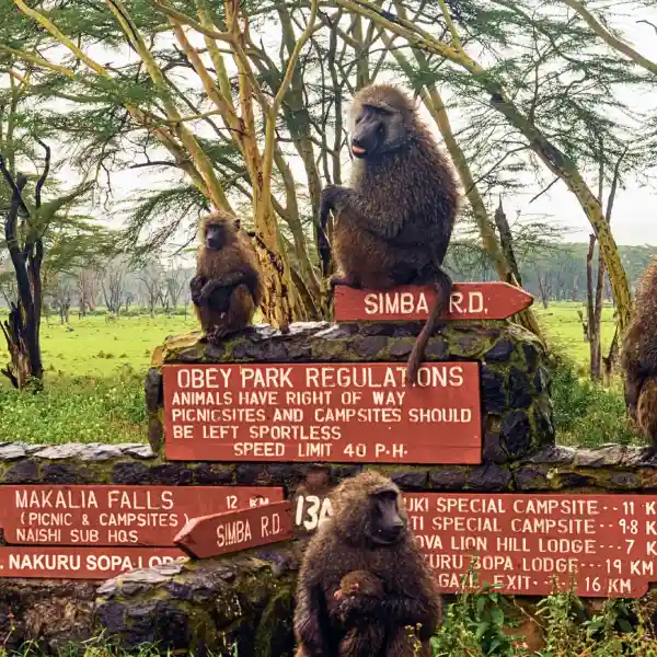 Lake Nakuru Park Tours - Bamm Safaris Adventures Kenya