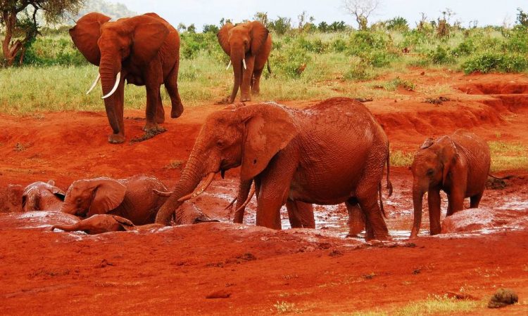 The Best Tsavo Safari Packages