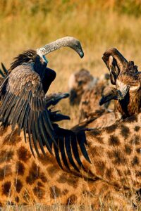 What-you-can-see-in-a-masai-mara-safari