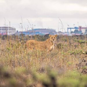 are snacks allowed in nairobi national park