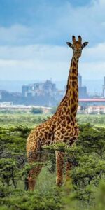 How much is a game drive in Nairobi National Park