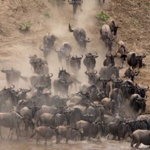 Wildebeest Migration Masai Mara Safaris with Bamm Safaris Adventures