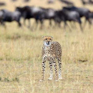 Why is it so expensive to go to Masai Mara?