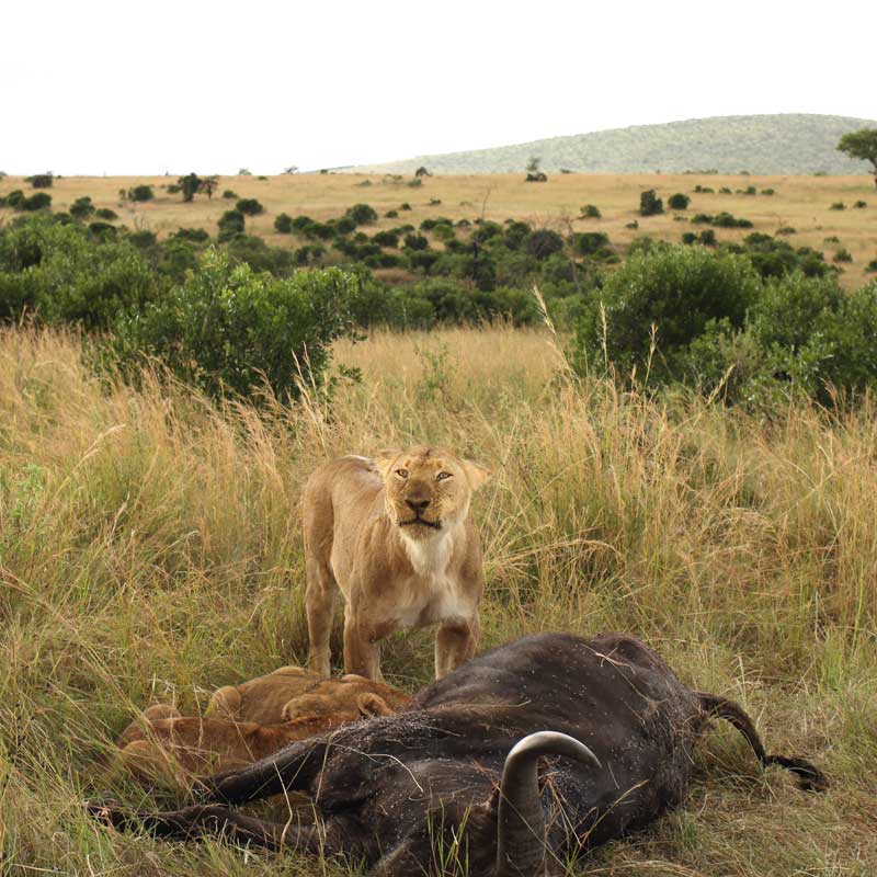 Kenya Golf Open with Safari -Masai Mara Safaris