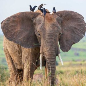 3 Days Masai Mara Safaris