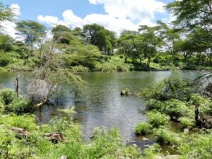 mzima springs tsavo safaris