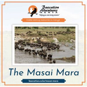 Best Masai Mara Safaris