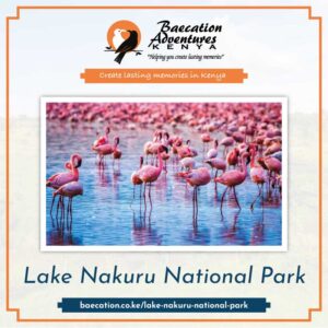Bamm Safaris Safaris Lake Nakuru National Park