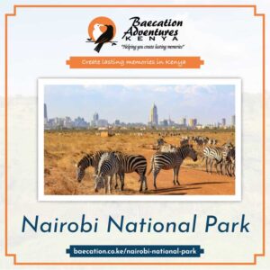 Bamm Safaris Safaris Nairobi National Park