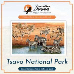 Bamm Safaris: The Best Tsavo National Park Tours & Safaris in Kenya
