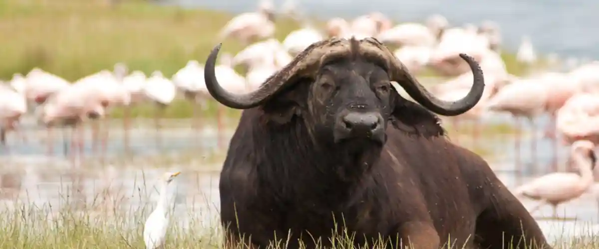 Enjoy-Wildlife-Lake-Nakuru-National-Park-Bamm-Safaris-Adventures