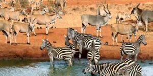 The Best Tsavo Safari Packages with Bamm Safaris Adventures Kenya
